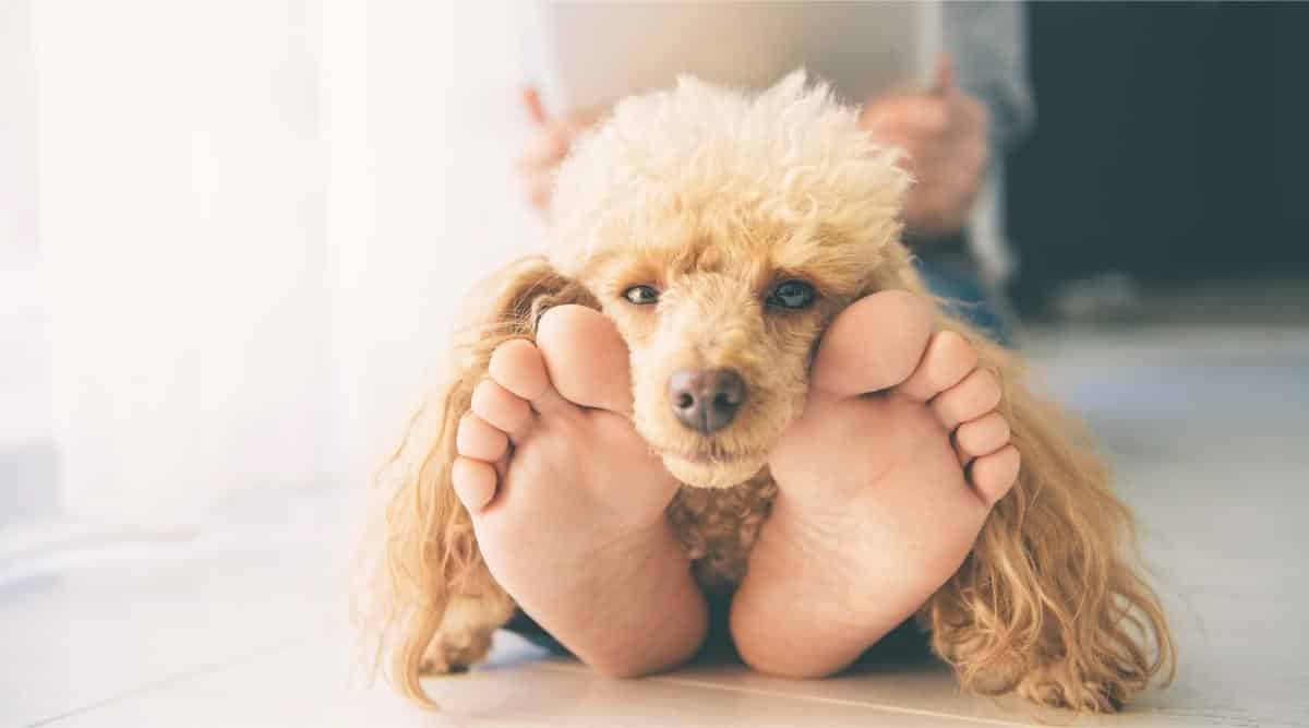 Poodle sitting on human's feet.