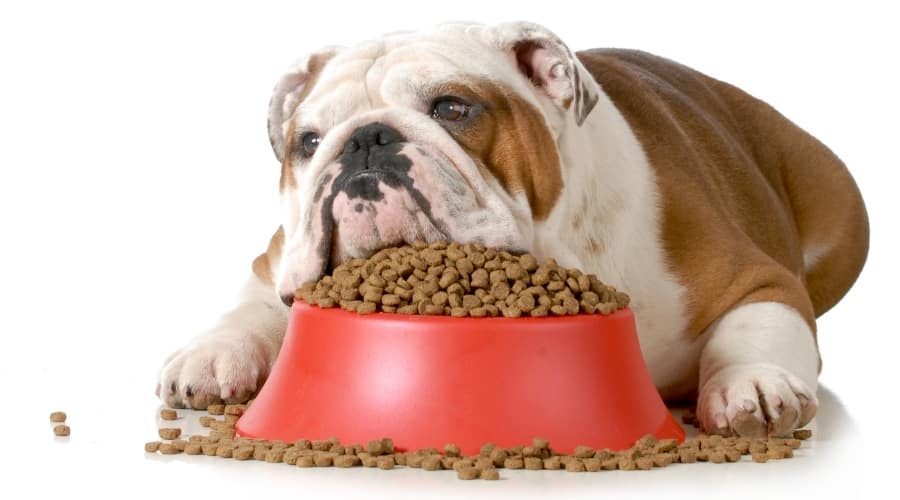 Dog Laying in Dog Food