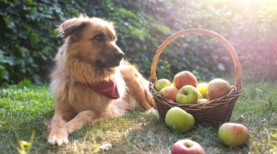 Dog Laying in Grass Next to Basket of Apples