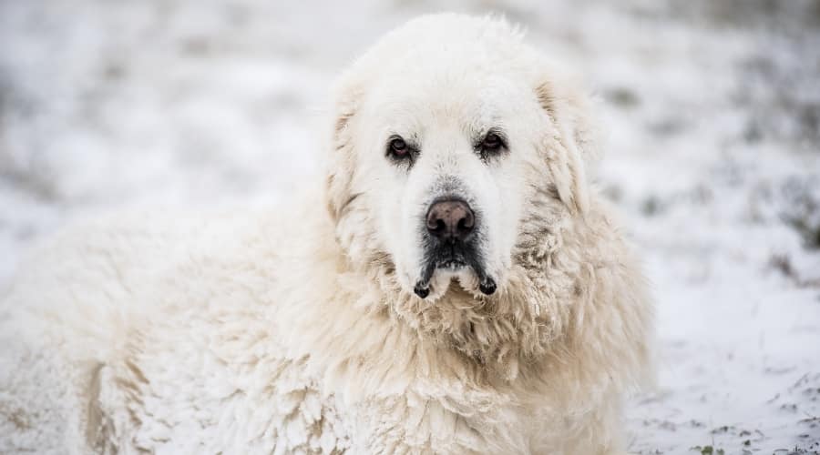 Dog Laying in Snow