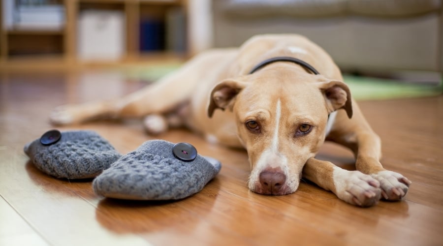 Dog laying on wood floor next to a pair of slippers.