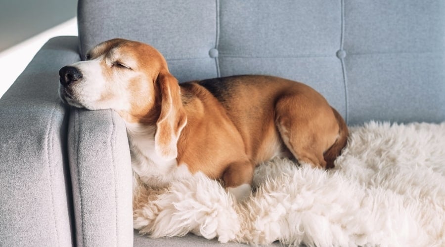 Dog Laying on a Couch