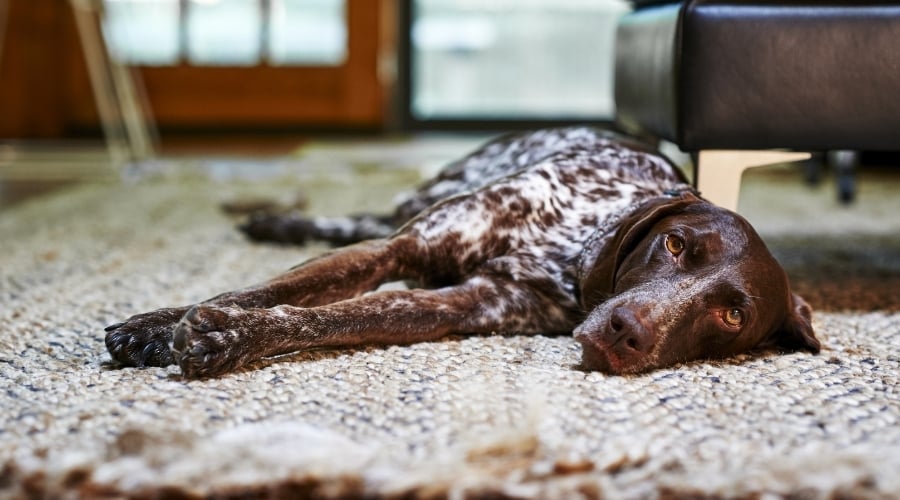 Dog Laying on the Floor Looking Sick