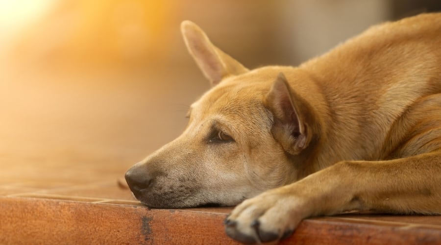 Dog Laying on the Ground