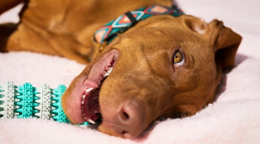 Dog Laying with Teeth Cleaning Toy