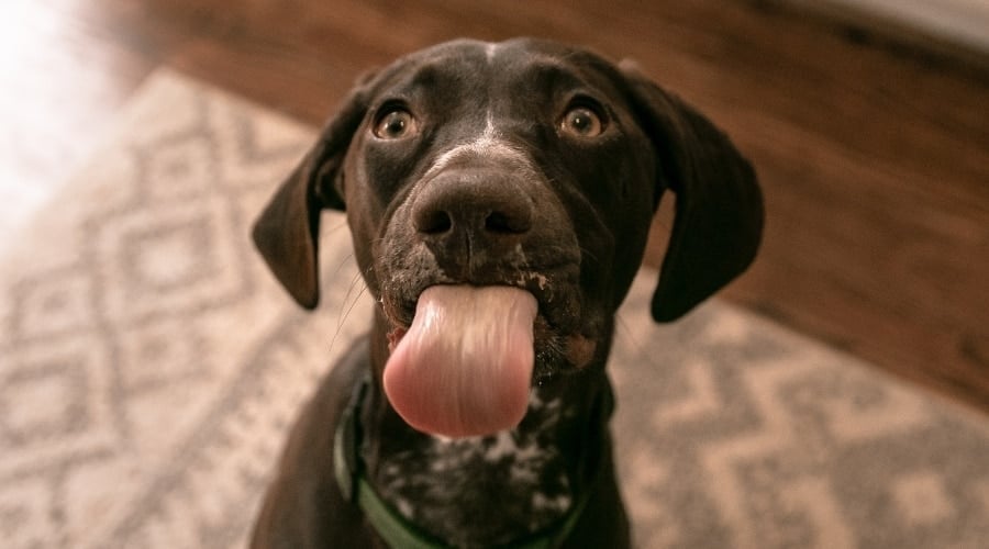 Dog with tongue out, begging for peanut butter.