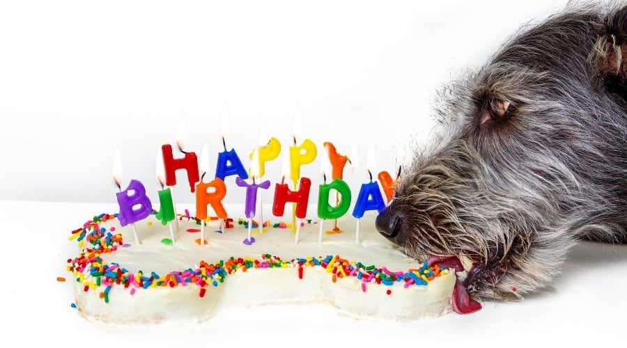 Dog Licking Birthday Cake
