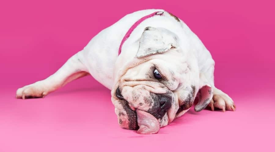 Why is My Dog Constantly Licking The Floors and Carpet? Canine Journal