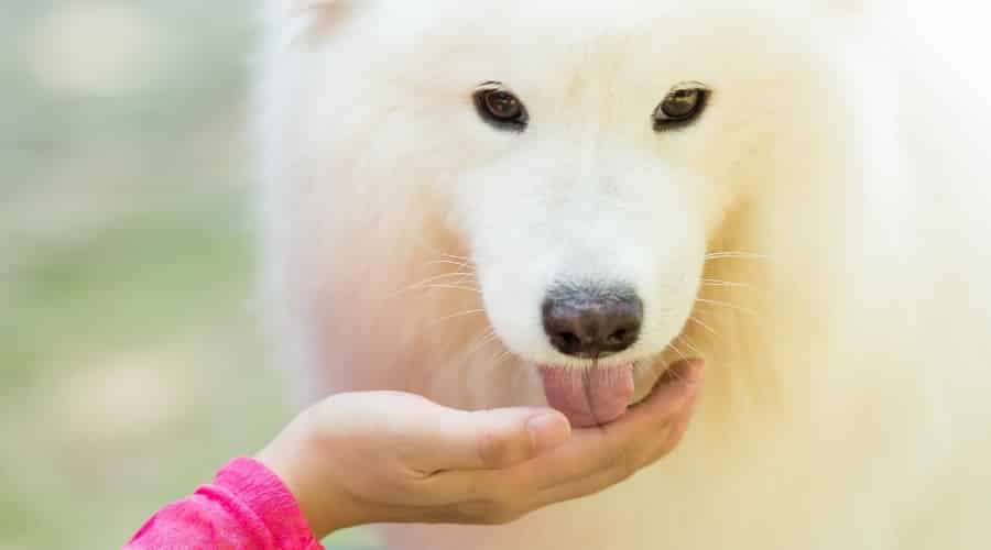 Dog licking hand.