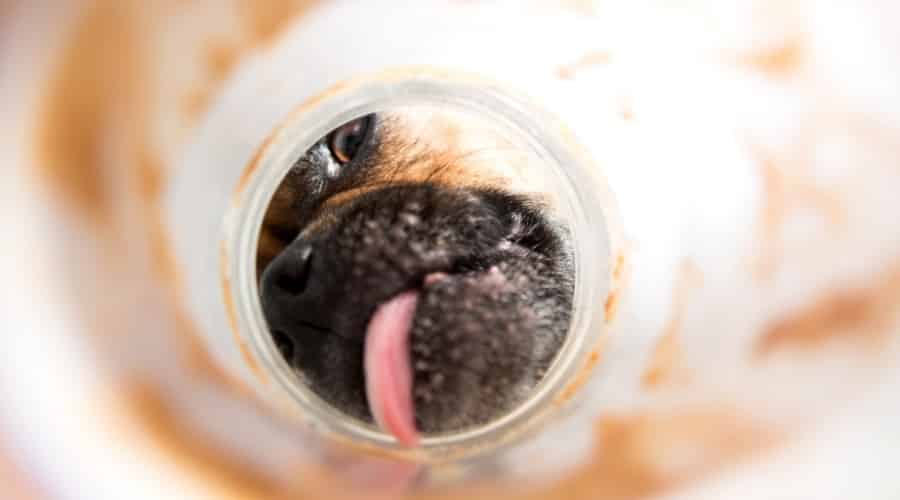 Dog Licking Jar