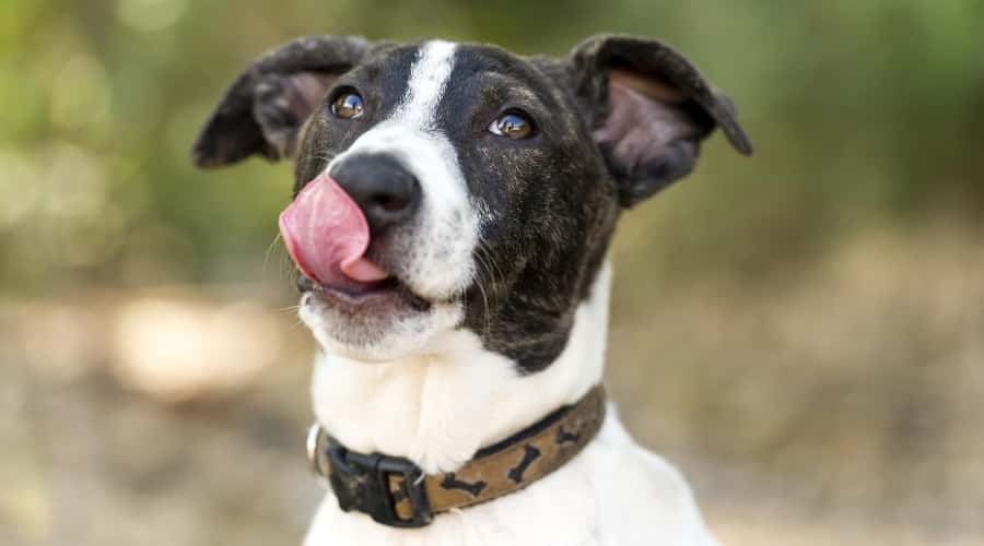Dog Licking Lips After Eating