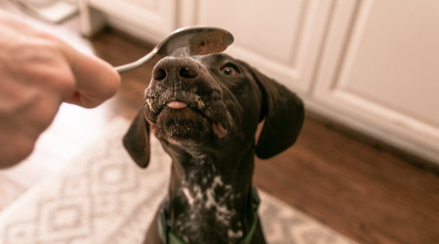 Dog Licking Spoon