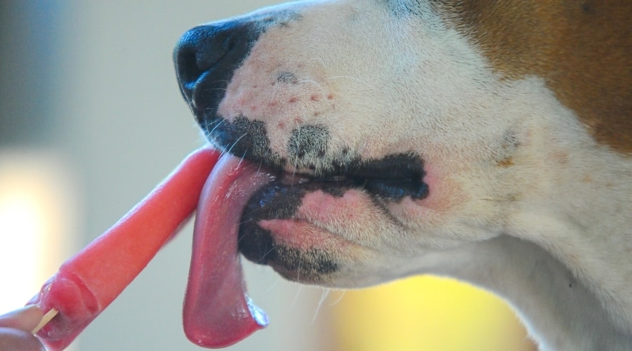 Dog Licking a Cold Treat