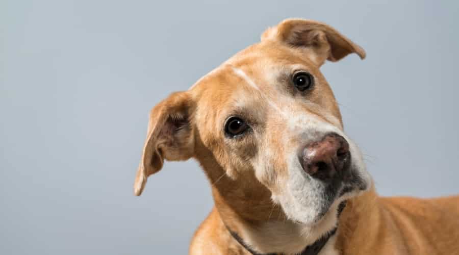 Old dog looking confused.