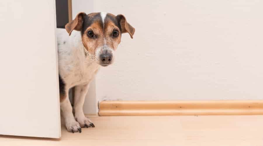 Dog Looking Through Door