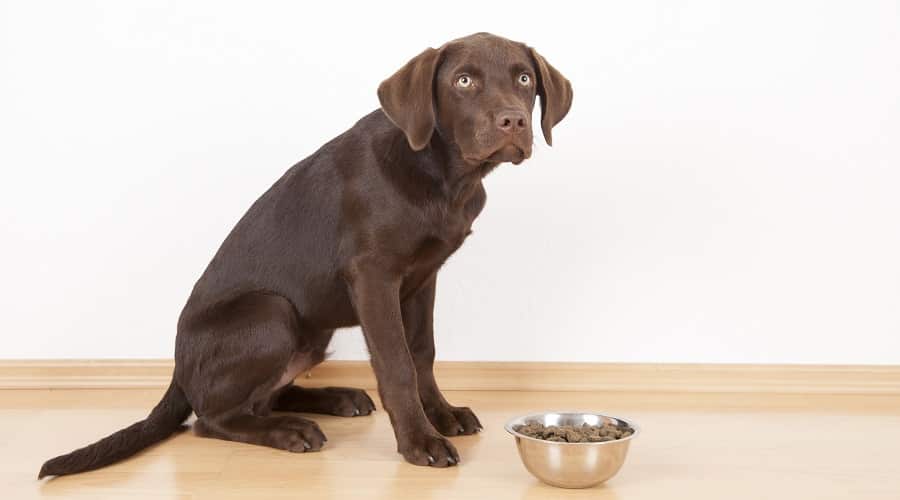 Dog Looking at Dog Food Bowl
