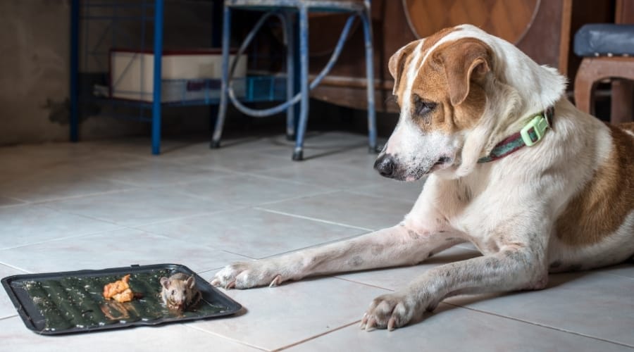 Dog Looking at Mouse on Floor