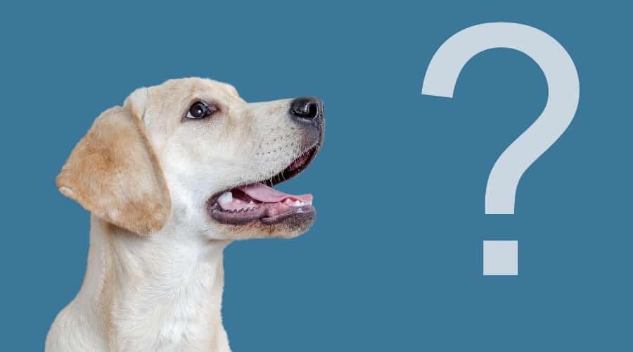 Dog Looking at Question