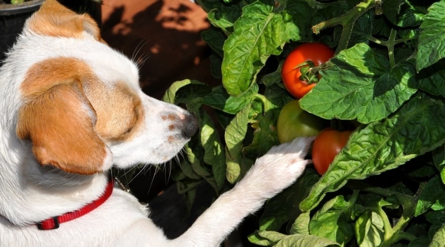 Dog Looking at Red Fruit Growing on Tree