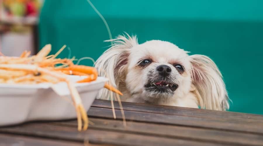Dog Looking at Shrimp