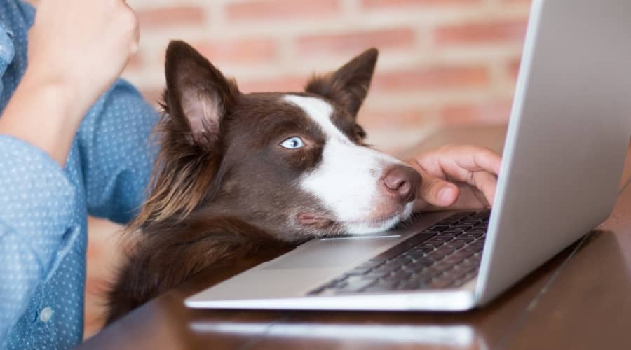 Dog Looking at a Laptop
