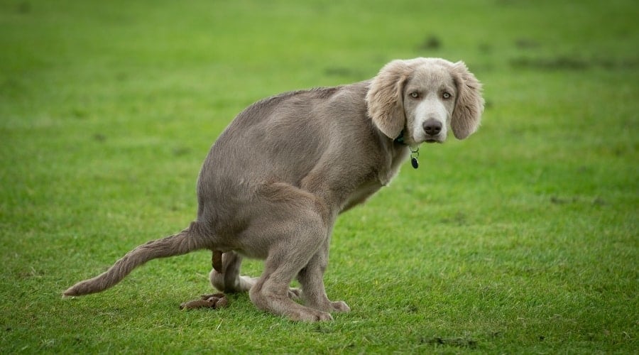 Dog going poop in grass.