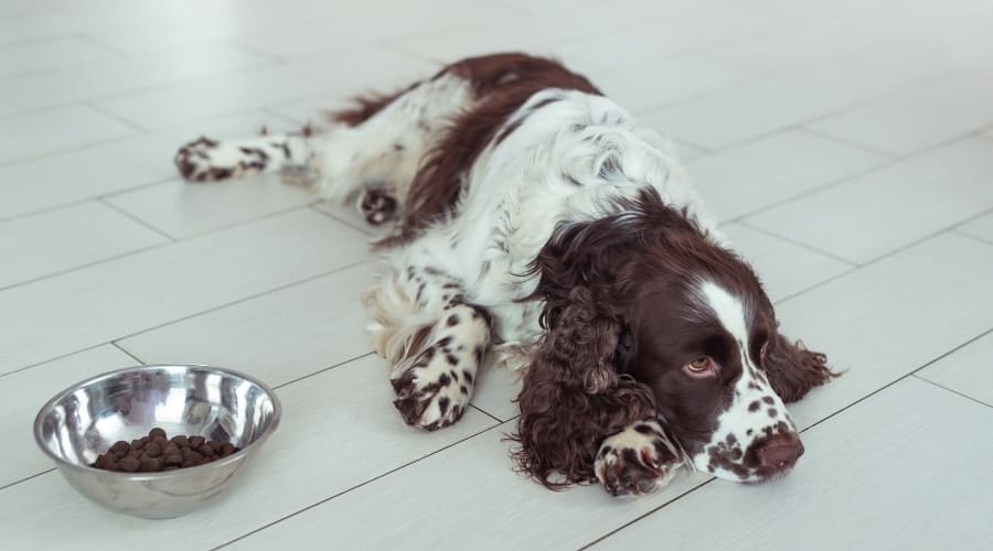 Dog Lying Next to Food Bowl