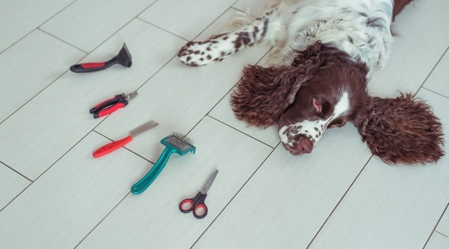 Dog Lying Next to Grooming Tools