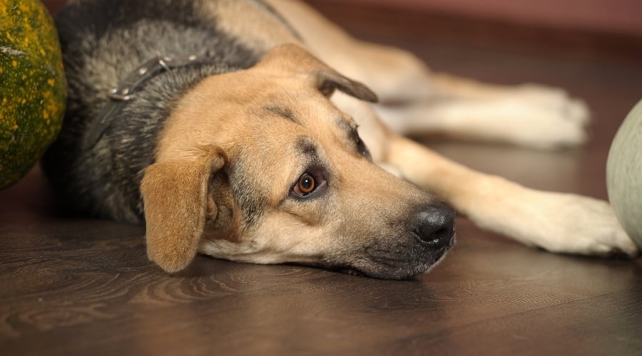 Dog Lying on Wood Floors