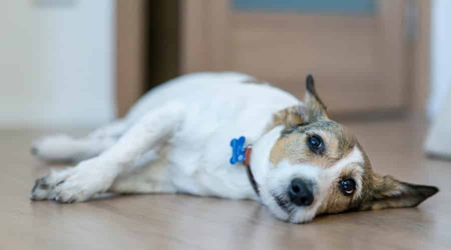 Dog Lying on a Wood Floor