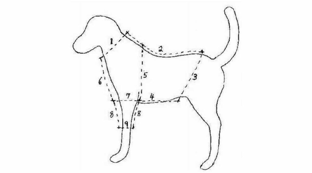 Sketch of how to measure a dog for DIY clothing