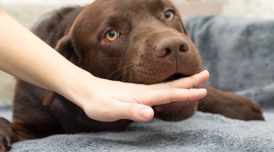 Dog mouthing a person's hand.