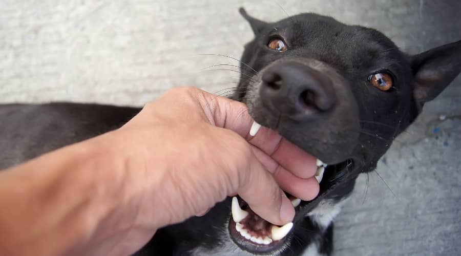 Mastiff Mouthing Owners Hand