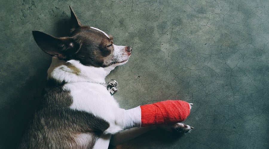 Dog with cast on paw.