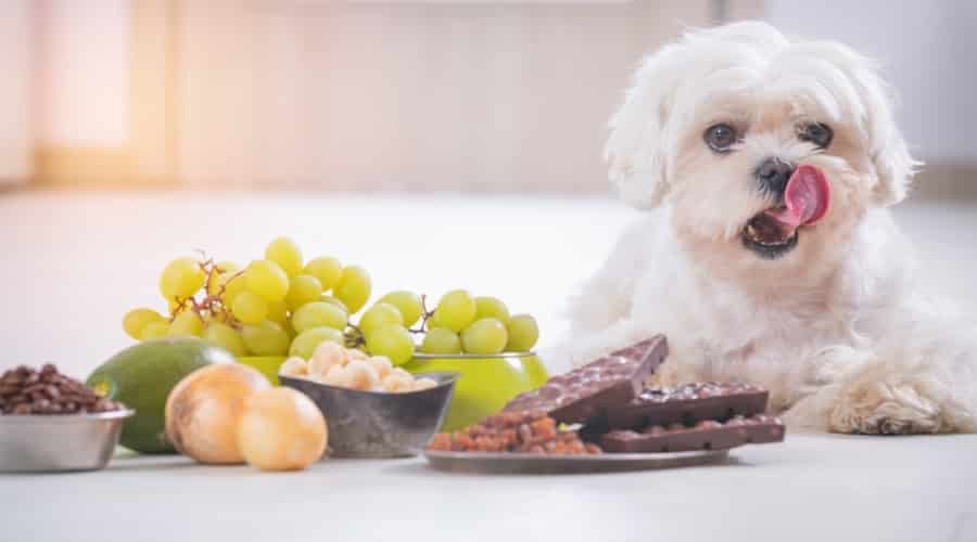 Dog Near Toxic Edibles