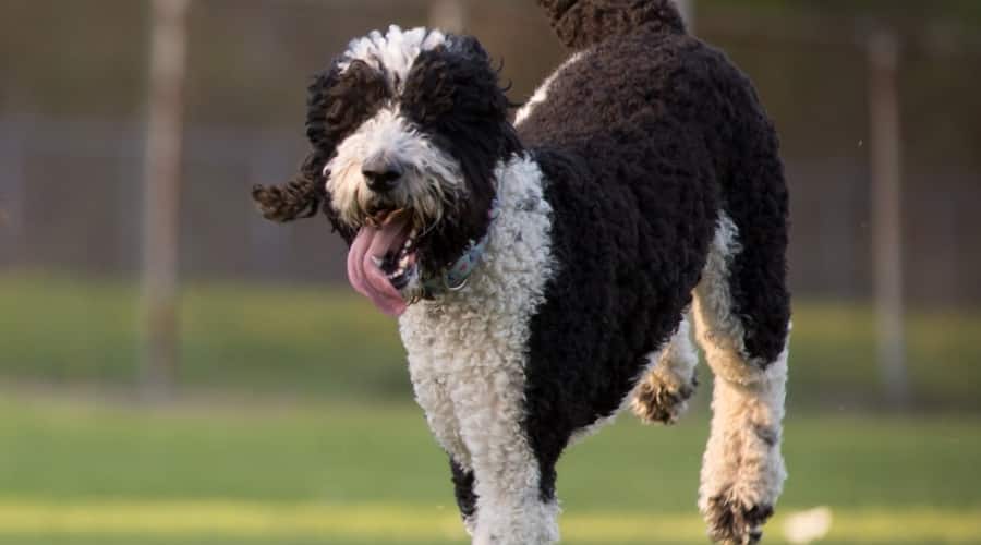 Dog Out Running Around in Grass
