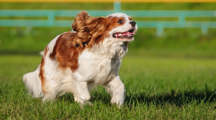 Dog Outdoors Exercising in the Grass