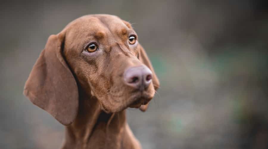 Dog Outdoors Looking at Camera