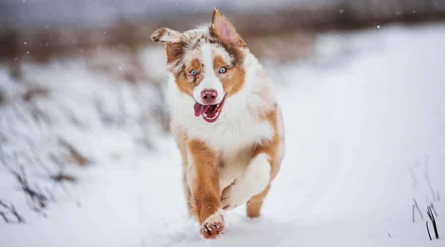 Dog Outdoors Running Wildly in Snow