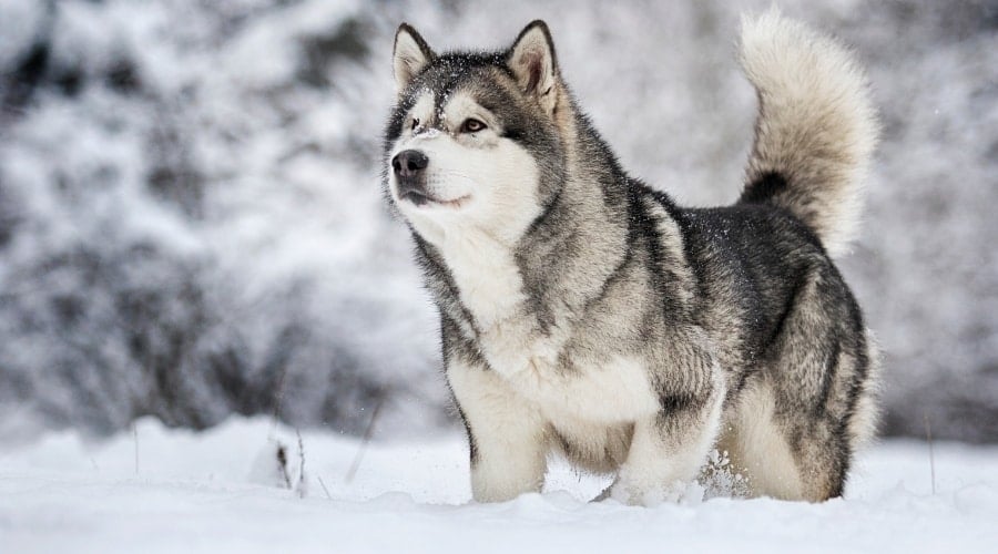 Dog Outdoors Running in Snow