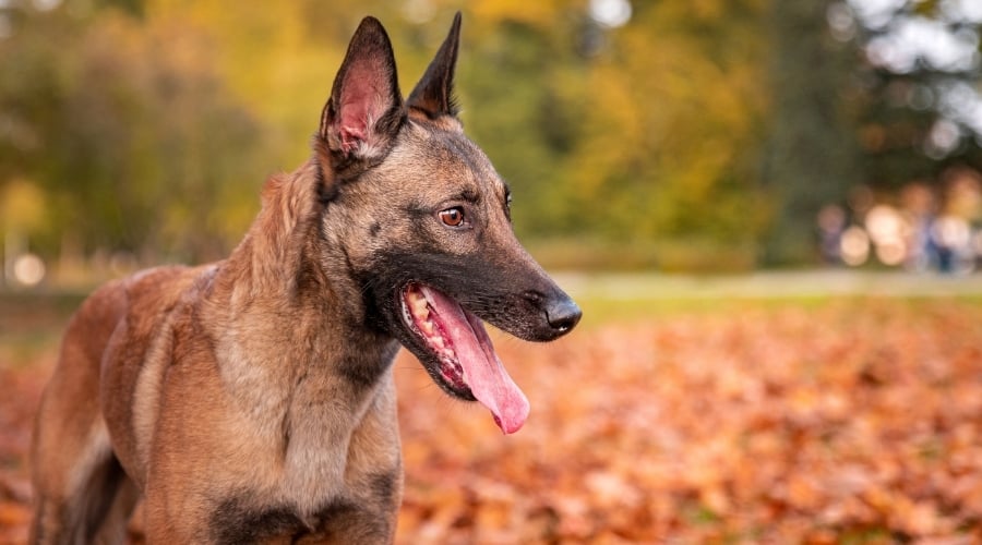 Dog Outdoors in Autumn