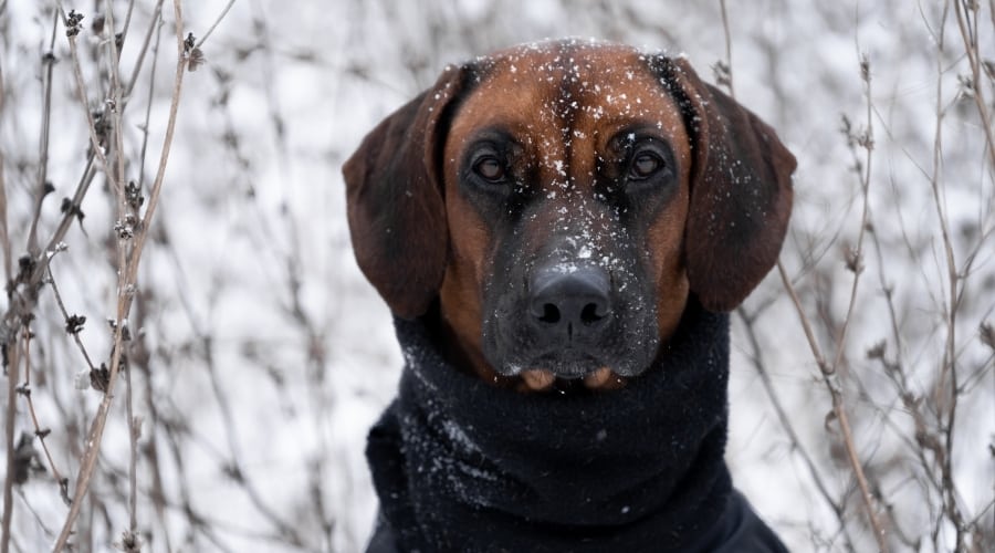 Dog Outdoors in Snowy Conditions