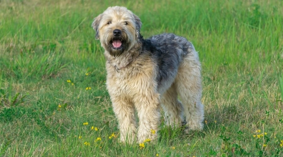 Dog Outdoors in Yellow Flowers