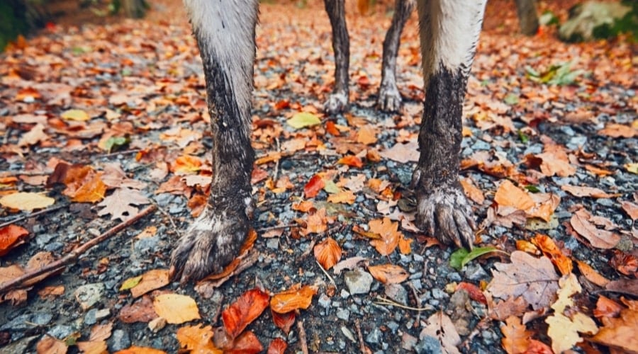 Dog Paws With Dirt All Over