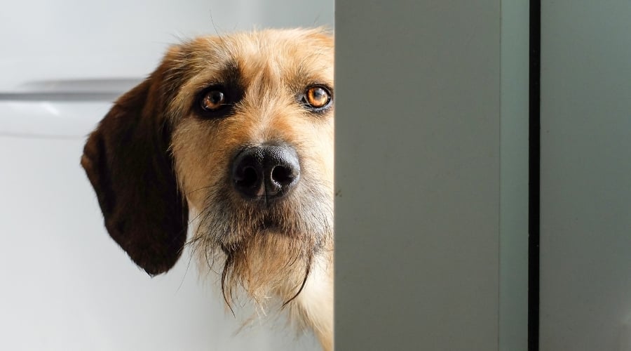Dog peeking around a doorway.