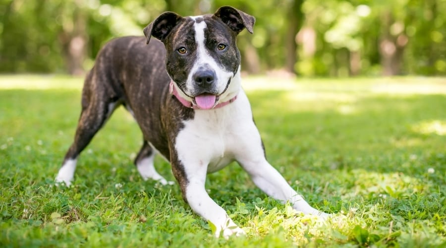 Excited dog in the grass.