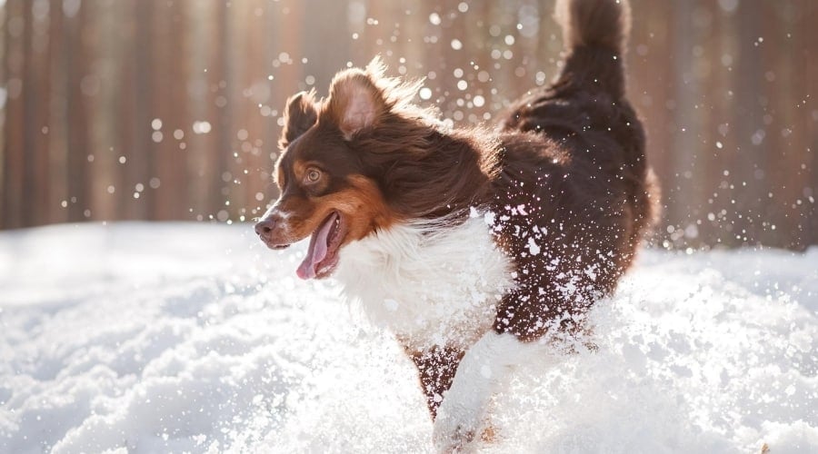 Dog Playing outside in Snow when sun is out