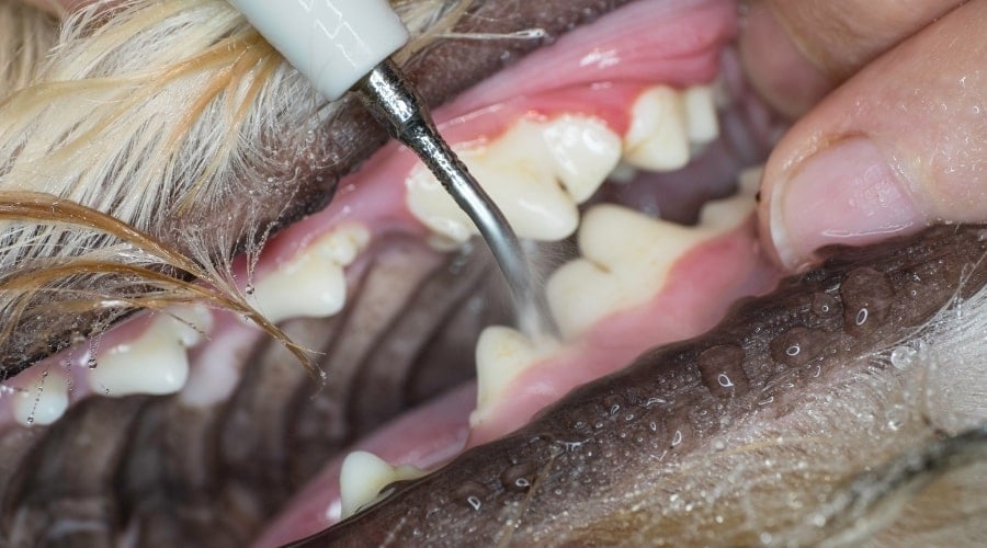 Professional dog teeth cleaning.