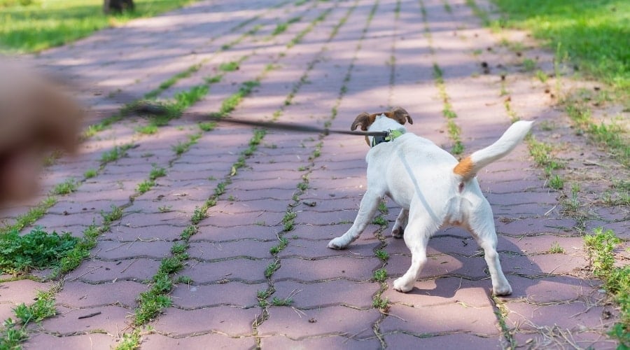 Dog pulling on a leash.