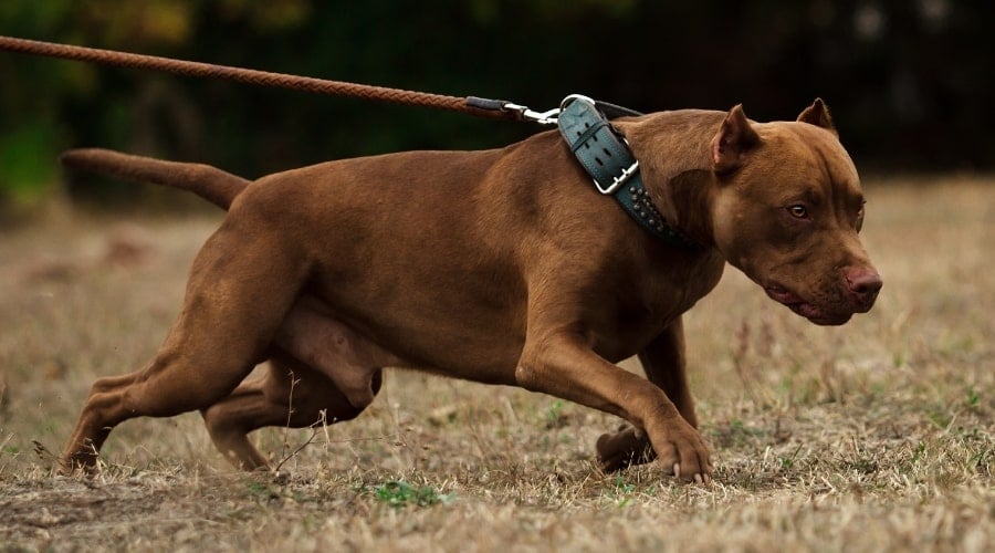 Dog pulling on leash.